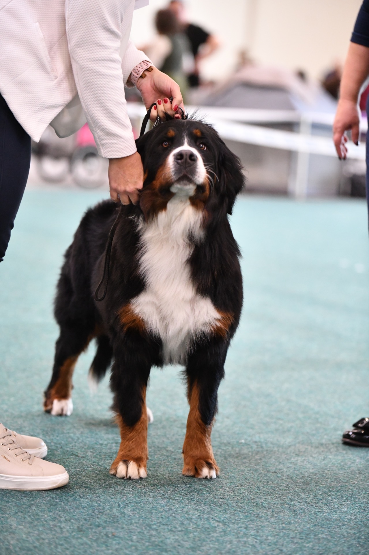 DANUBE CACIB Lara 18 měsíců