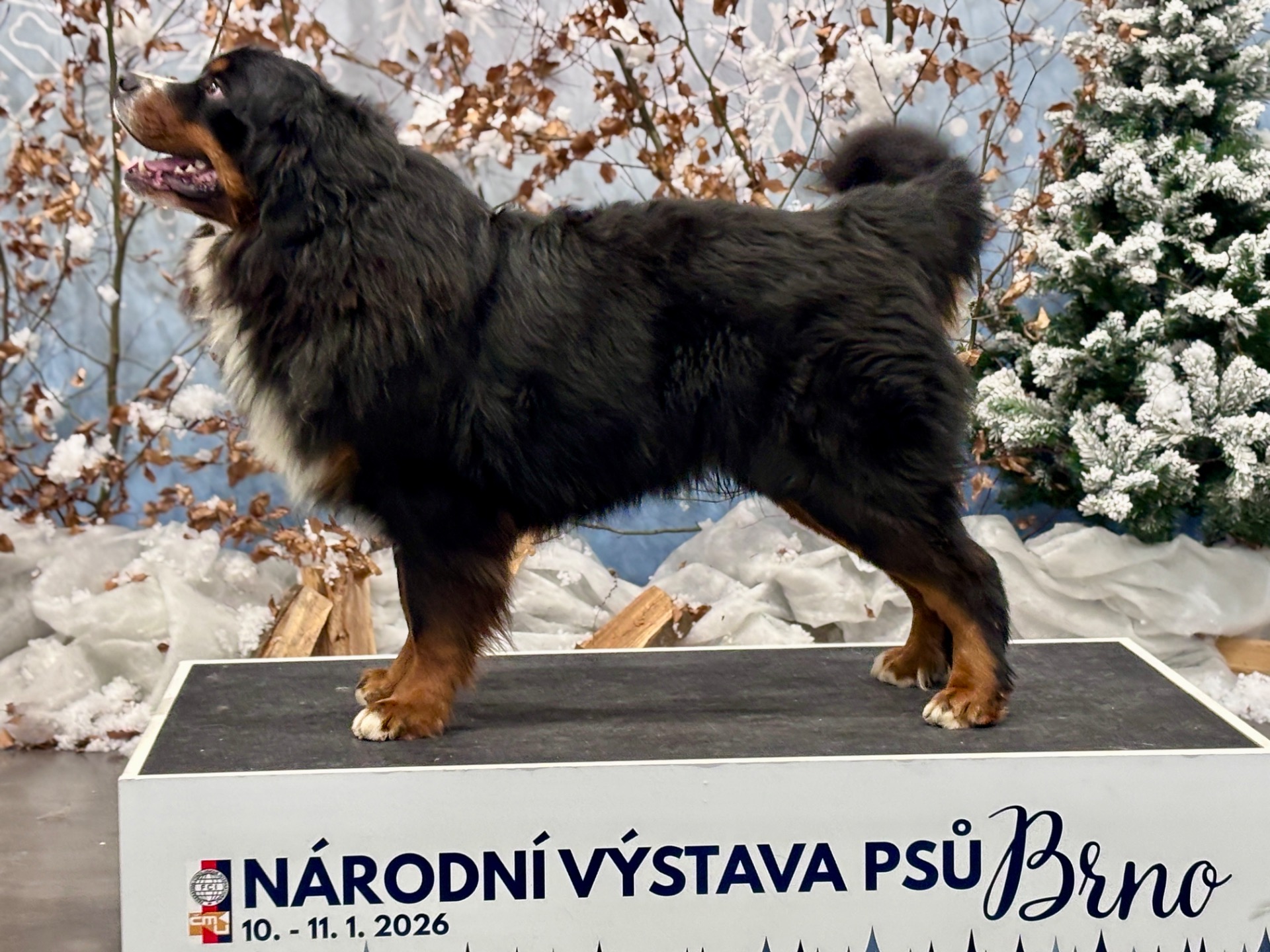 NV Brno LORD 25 měsíců