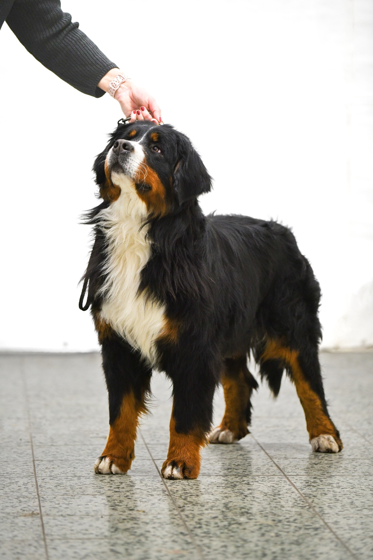 LARA 21 měsíců NITRADOG